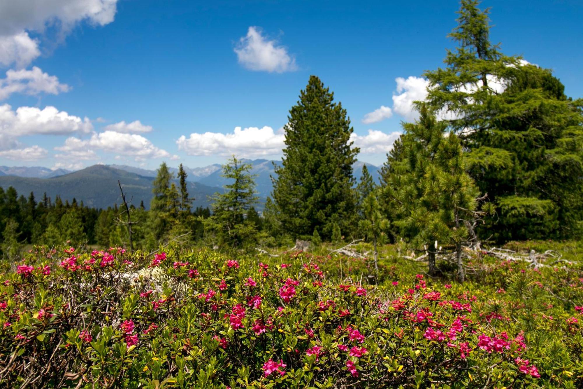 Feriendorf Murau By Alps Resorts Εξωτερικό φωτογραφία